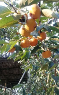 فروش خرمالو گوجه ای