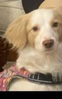 گمشده