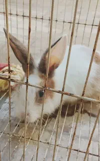 خرگوش