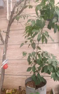 درخت نارنج