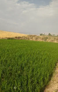 گندم دیم  اذر 2