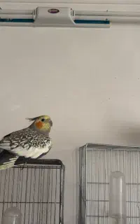 جفت عروس هلندی