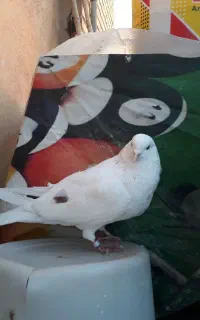 کبوتر