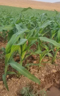 کارگر برا کشاورزی