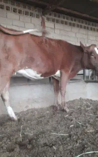 تلیسه