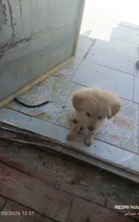 سگ پامر