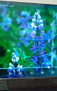 ال ای دی اولیو