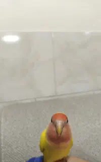 کوتوله برزیلی آلبینو