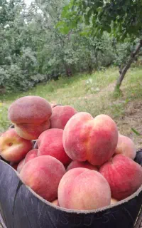 هلو درجه یک تازه تازه