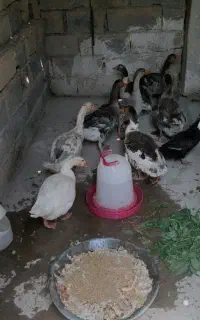 غاز محلی جوان