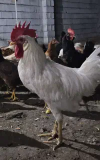 ۷ تا بارو و یه خروس سفید