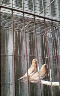 فنچ بنگالی خوشرنگ