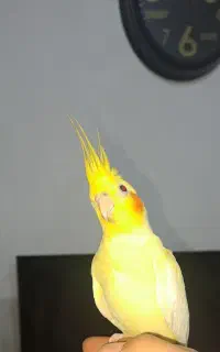 عروس هلندی گمشده