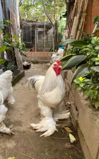 مرغ و خروس برهما اصیل