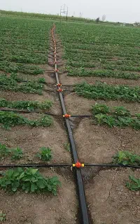 اجرا صفر تا صد سیستم آبیاری قطره ای و غرقابی باغ و