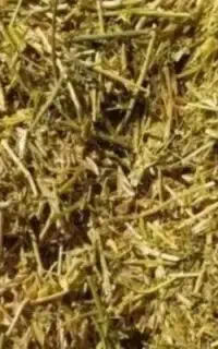 فروش کاه عدس