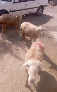 بره