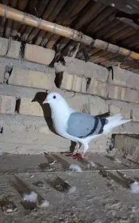 کبوتر دوبال دوخط