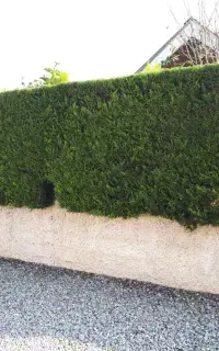 خدمات باغبانی و گل کاری باغبان