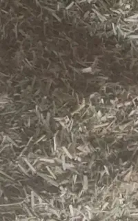 کاه و یونجه