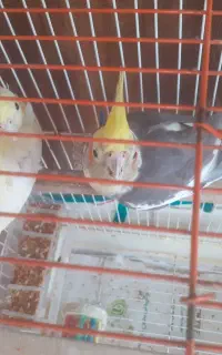 دوعدد عروس هلندی با قفس ۳۰۰۰۰۰۰ تومان