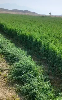 فروش یونجه پرس