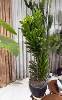 گیاه کامپکت