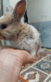 فروش خرگوش لوپ