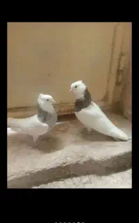 طوقی