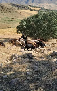 بزعااه نر