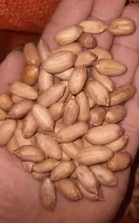 بادام زمینی گلی درجه یک