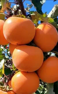 نهالستان تک نهال محمدی