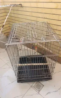 قفس کاسکو یا عروس طوطی