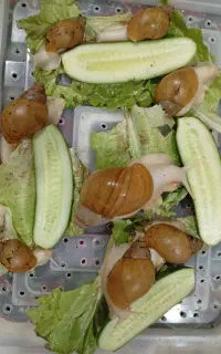 حلزون پرورشی