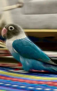 طوطی معاوضه