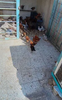 جوجه رسمی