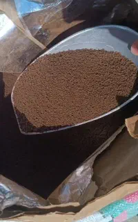 چای کله مورچه ای هندوستان و شیلنگ آب