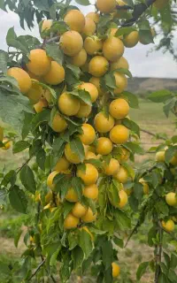 نهال های بازار پسند و خاص پیوندی