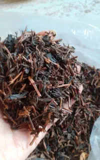 چای قهوه خانه ای یا چای چوب چای ممتاز و چای قلم