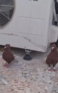 کبوتر سبز کاغذی گوگ شیخ به شرط پرش