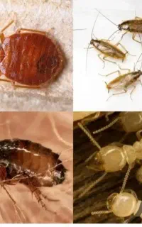 سمپاشی سم‌ پاشی ساس.سوسک باضمانتنامه 100%حرفه‌ای