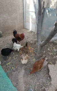 5 عدد جوجه 4الی پنج ماهه