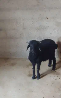 بره نر