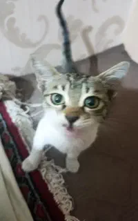 واگذاری گربه