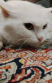 گربه ماده میکس پرشین وترکیش (معاوضه هست)