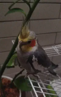 عروس هلندی سخنگو