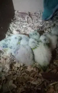 راهب سرلاکی آماده آموزش