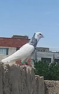 تووقی..