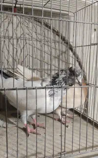دوعددکفتر یا کبوتر