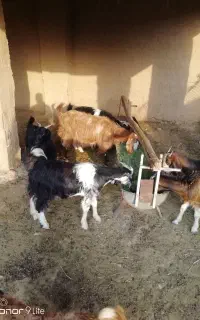4راس گیسه بایک راس بز کهره دار